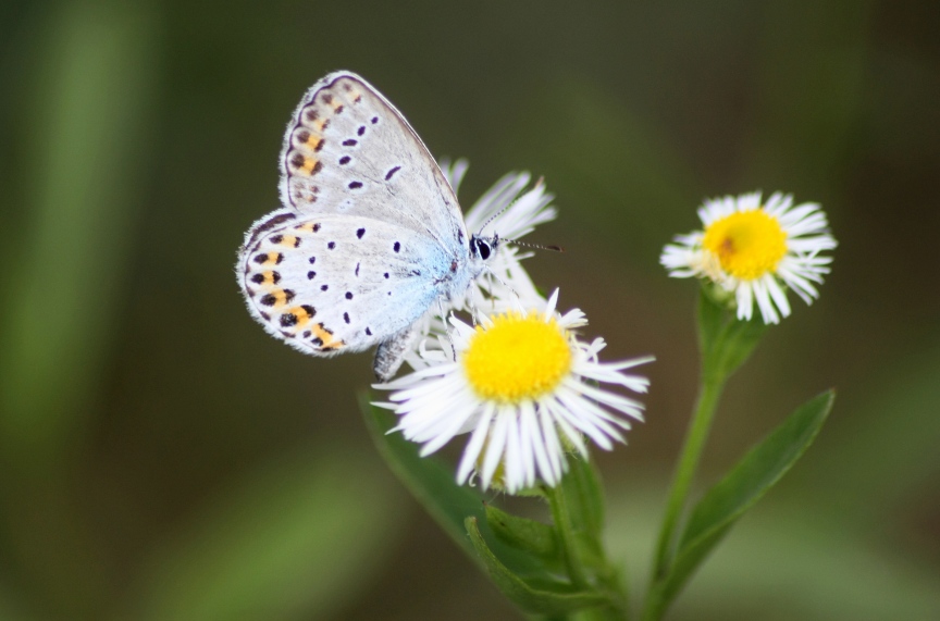 Lepidoptera dei Colli Euganei 1